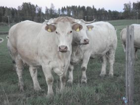 Ranskalaista aatelia